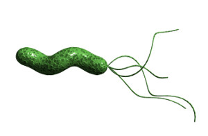 Бактерия helicobacter pylori